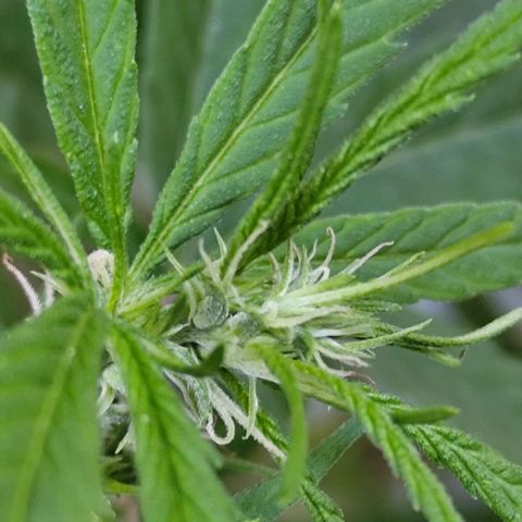 Sativa  growlog photo: Apresenta início do acúmulo de resina 