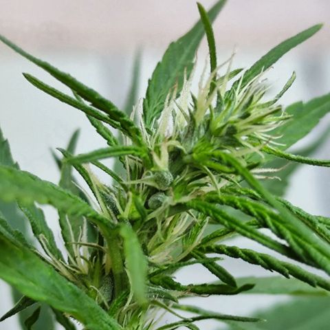 Sativa  growlog photo: Apresenta início do acúmulo de resina 