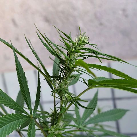 Sativa  growlog photo: Apresenta início do acúmulo de resina 