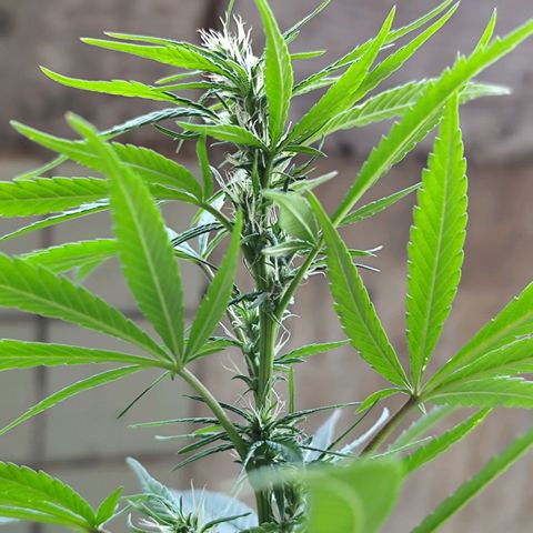 Sativa  growlog photo: Apresenta início do acúmulo de resina 