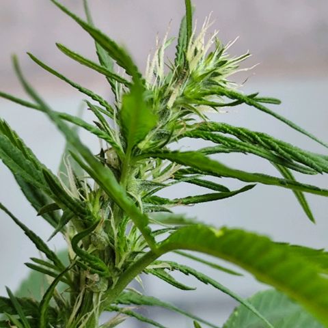 Sativa  growlog photo: Apresenta início do acúmulo de resina 