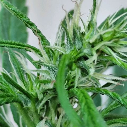 Sativa  growlog photo: Apresenta início do acúmulo de resina 