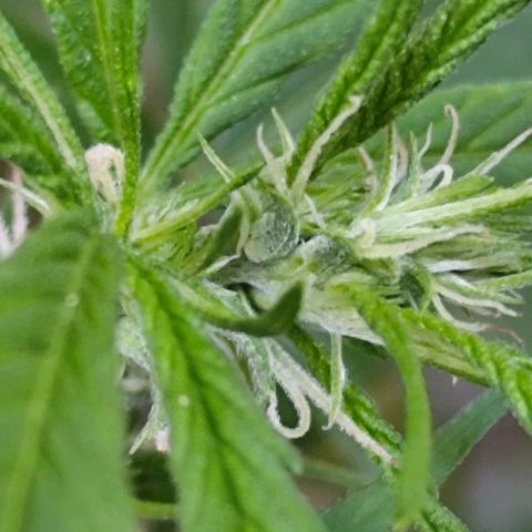 Sativa  growlog photo: Apresenta início do acúmulo de resina 