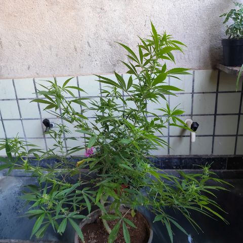 Sativa  growlog timeline photo