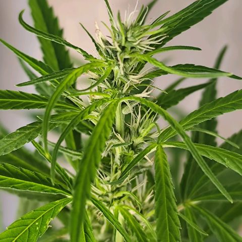 Sativa  growlog timeline photo