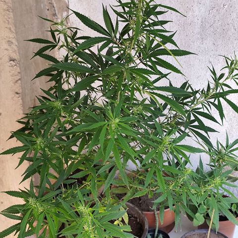 Sativa  growlog timeline photo