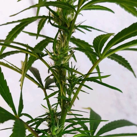 Sativa  growlog timeline photo