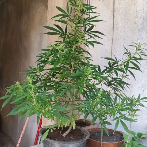 Sativa  growlog timeline photo