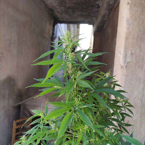 Sativa  growlog timeline photo