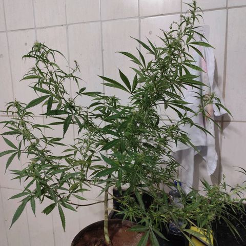 Sativa  growlog photo: Planta deu continuidade no processo de hermafrodisação, mantive para não perder o esforço empregado.