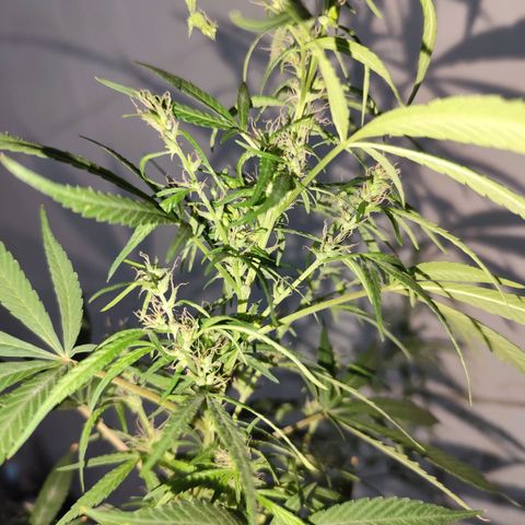 Sativa  growlog photo: Planta deu continuidade no processo de hermafrodisação, mantive para não perder o esforço empregado.