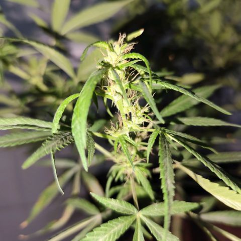Sativa  growlog photo: Planta deu continuidade no processo de hermafrodisação, mantive para não perder o esforço empregado.