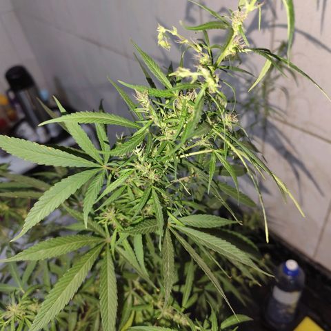 Sativa  growlog photo: Planta deu continuidade no processo de hermafrodisação, mantive para não perder o esforço empregado.