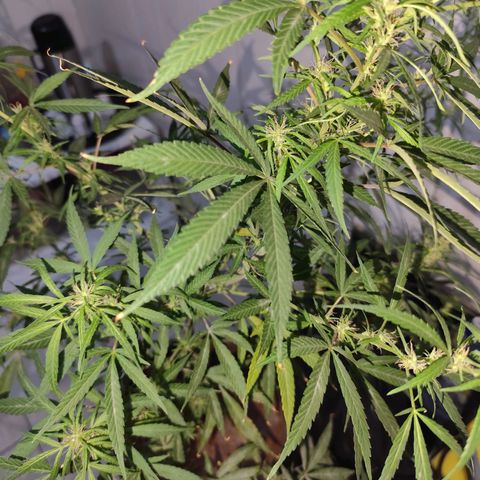 Sativa  growlog photo: Planta deu continuidade no processo de hermafrodisação, mantive para não perder o esforço empregado.