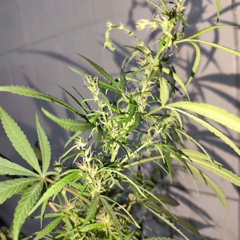 Sativa  growlog photo: Planta deu continuidade no processo de hermafrodisação, mantive para não perder o esforço empregado.