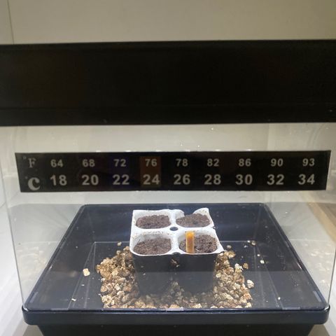 Wedding cake  growlog photo