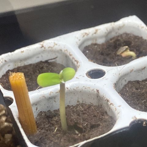 Foto 2 del growlog de White Widow