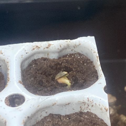 Wedding cake  growlog photo