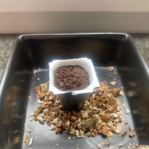 White Widow Automatic Growlog-Foto 3