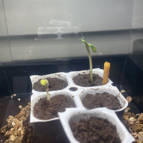 Wedding cake  growlog photo