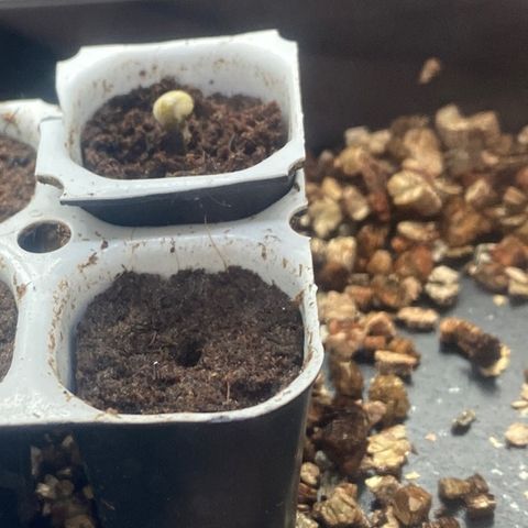 White Widow Automatic growlog photo: Samenschale abgeworfen 