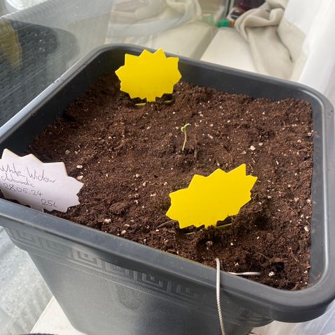 Wedding cake  growlog photo
