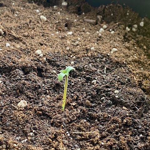 White Widow Automatic growlog timeline photo