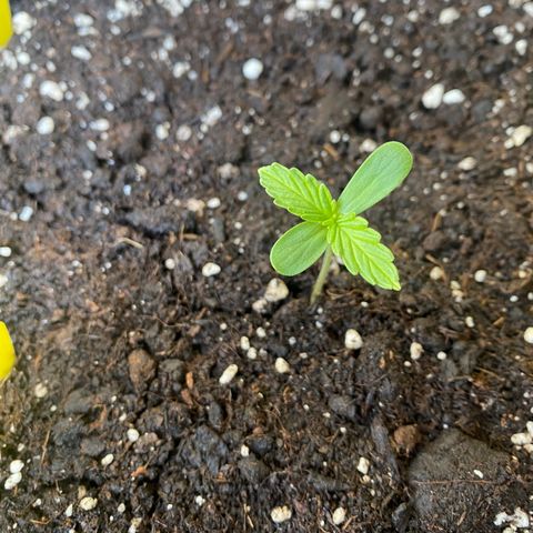 White Widow growlog timeline photo