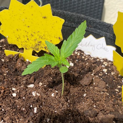 White Widow growlog timeline photo