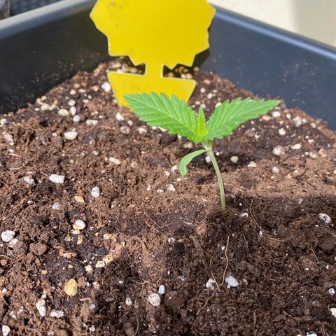 Wedding cake  growlog timeline photo
