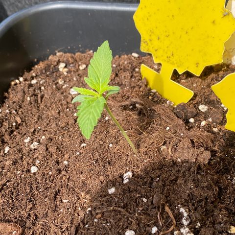 White Widow Automatic growlog timeline photo