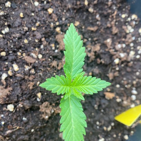 White Widow Automatic growlog timeline photo