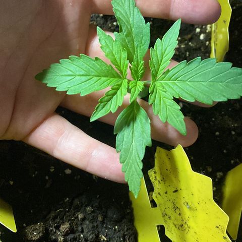 White Widow growlog timeline photo