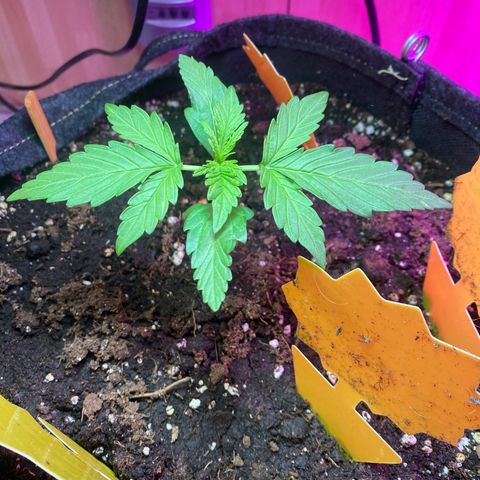 White Widow growlog timeline photo
