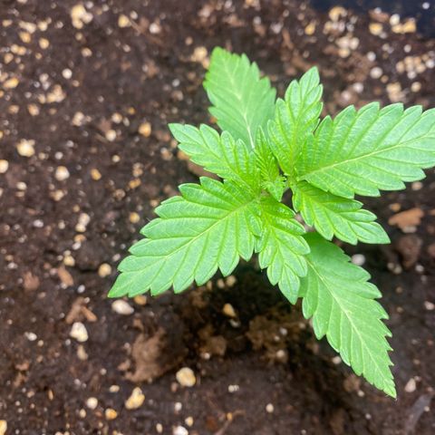 Wedding cake  growlog timeline photo