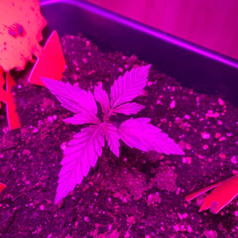 White Widow Automatic growlog timeline photo