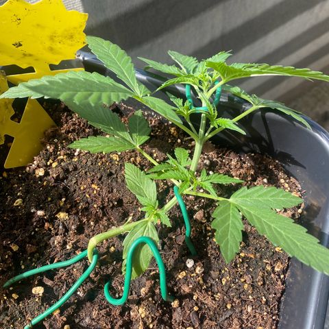 White Widow Automatic growlog timeline photo