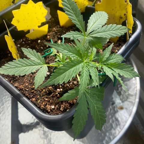 White Widow Automatic growlog timeline photo