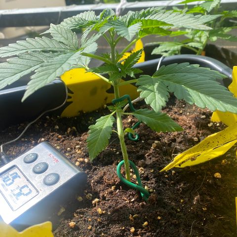 Wedding cake  growlog timeline photo