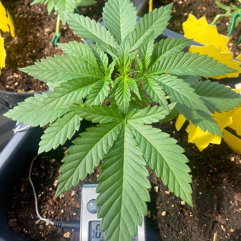 Wedding cake  growlog timeline photo