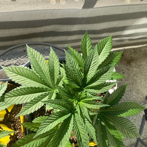 Wedding cake  growlog timeline photo
