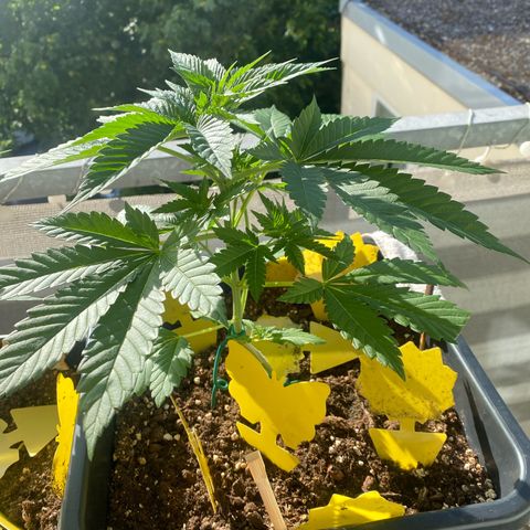 Wedding cake  growlog timeline photo