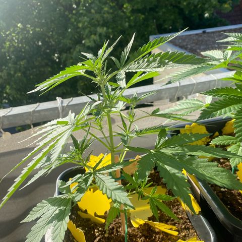 White Widow Automatic growlog timeline photo