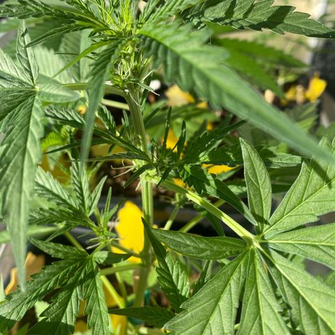 White Widow Automatic growlog timeline photo