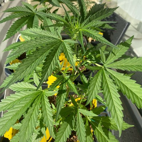White Widow Automatic growlog timeline photo