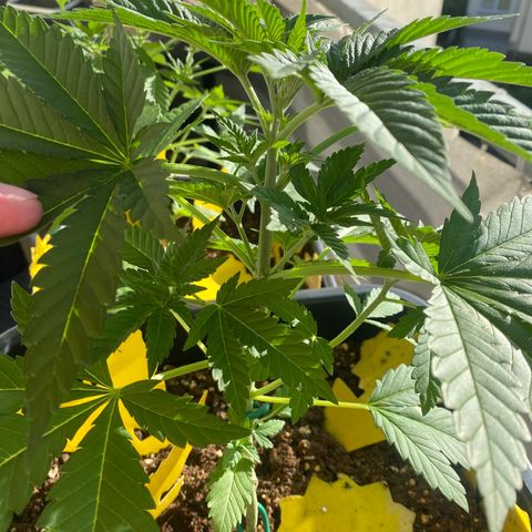 Wedding cake  growlog timeline photo