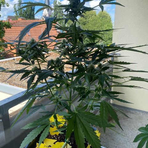 White Widow Automatic growlog timeline photo