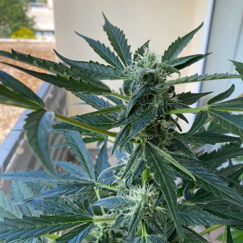 White Widow Automatic growlog timeline photo
