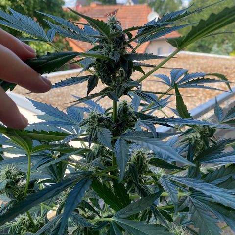 White Widow Automatic growlog timeline photo