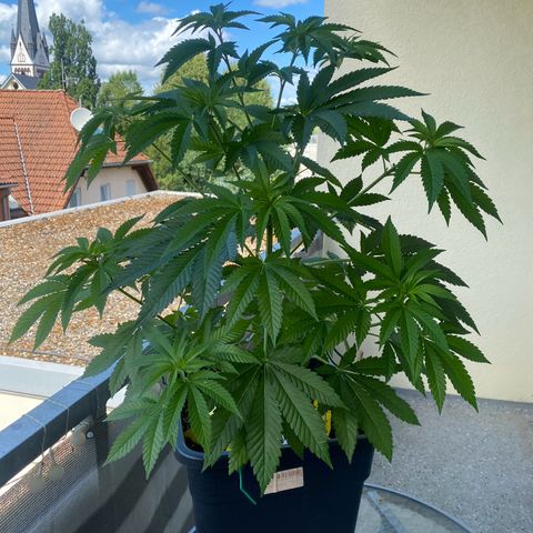 Wedding cake  growlog timeline photo